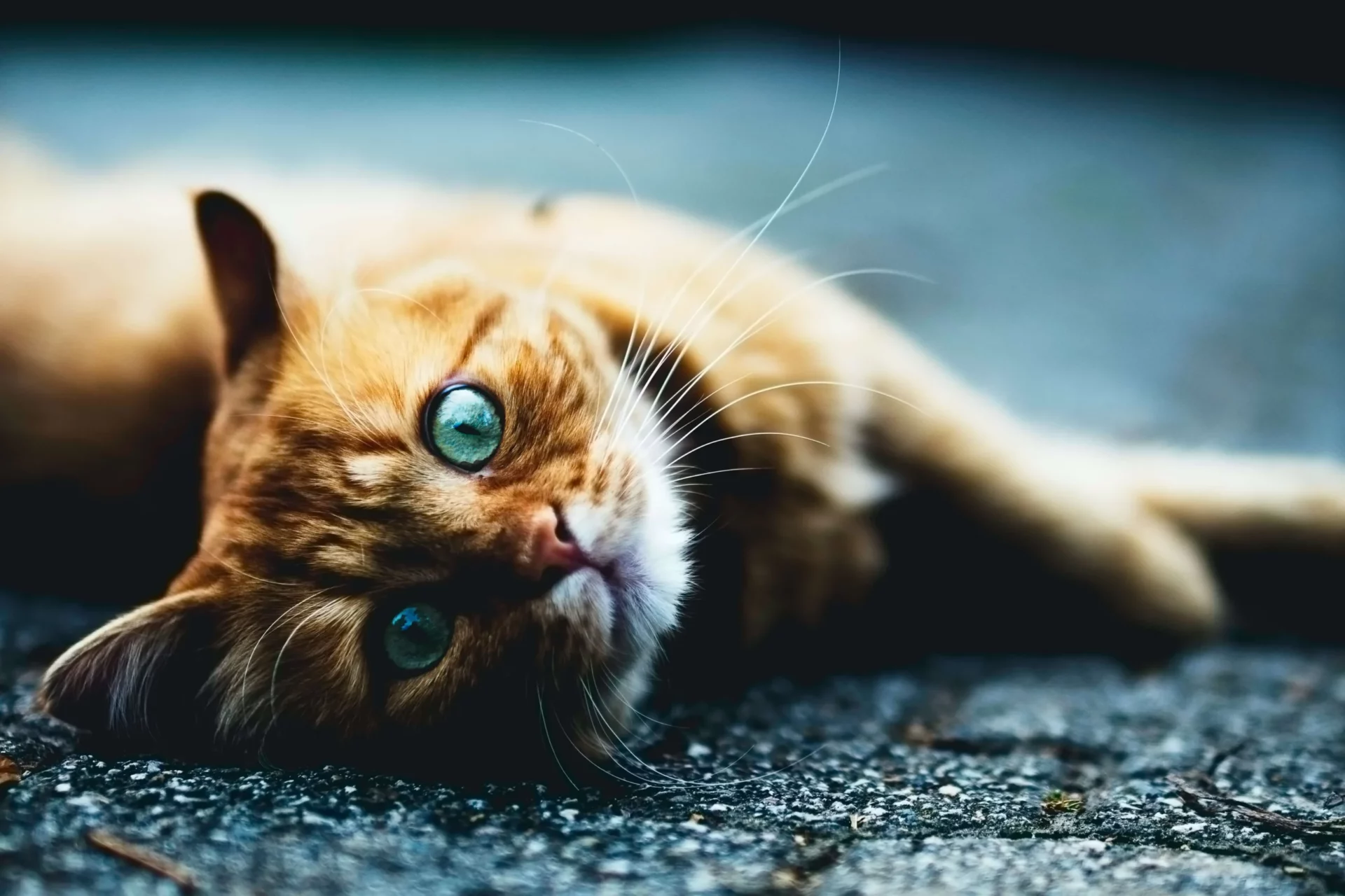 cat with brown fur lying on the floor